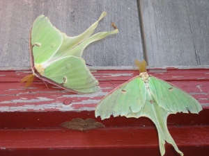 Luna moths in June are a wonder of nature