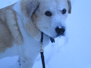 To get the full information Murphy buries his nose in the snow,